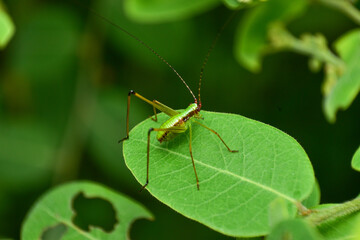Close-up of a green insect sitting on a green leaf