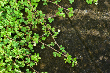 Desmodium triflorum has light green leaves. Grows on wet cement floors and contains algae