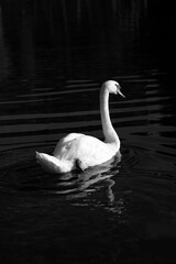Mute swan (Cygnus olor) a member of the waterfowl family Anatidae. Single bird gliding on Danube river in Sigmaringen Germany. Animal isolated on dark blurred background in contrasting black and white