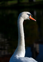 Portrait of a Mute swan (Cygnus olorAnatidae). Single bird with long neck white plumage feathers and colorful orange beak. Elegant mature animal isolated on dark blurred background with sunlight.