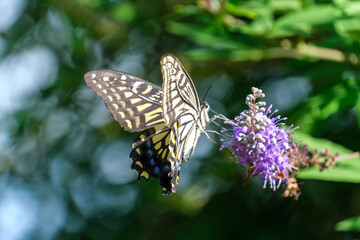 森のナミアゲハ