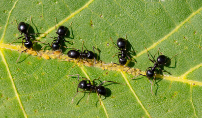 Aphid ants on a green leaf of a tree. Macro - obrazy, fototapety, plakaty