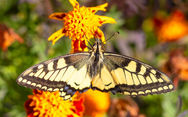 Close-up of a butterfly on an orange flower in nature