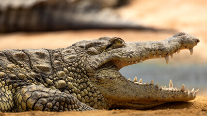 Obraz premium portrait d'un crocodile, en gros plan