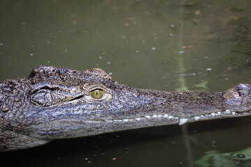 crocodile, en gros plan, dans l'eau