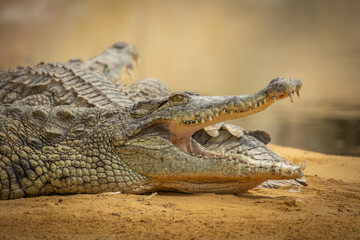 portrait d'un crocodile, en gros plan