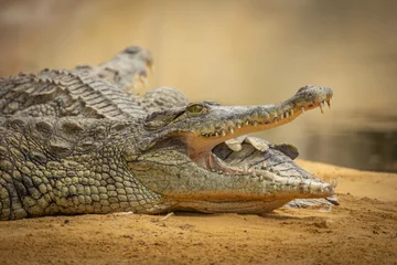 Foto op Aluminium portrait d'un crocodile, en gros plan © ALF photo