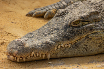 Fototapeta premium portrait d'un crocodile, en gros plan