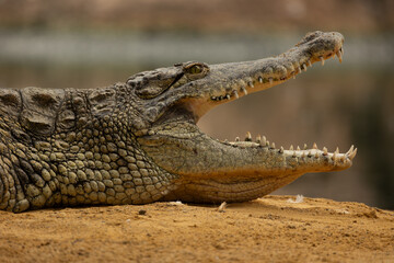 Obraz premium portrait d'un crocodile, en gros plan