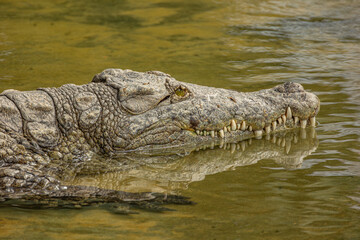 portrait d'un crocodile, en gros plan