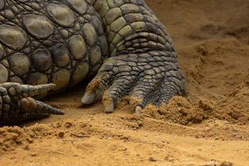 patte de crocodile en gros plan