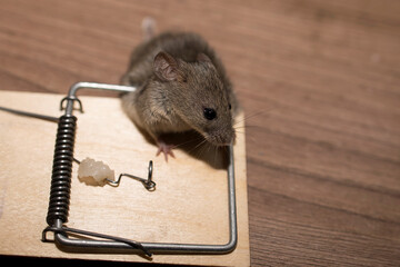 A gray mouse fell into a mousetrap and slammed. High quality photo