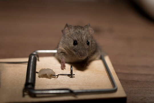 A gray mouse fell into a mousetrap and slammed. High quality photo