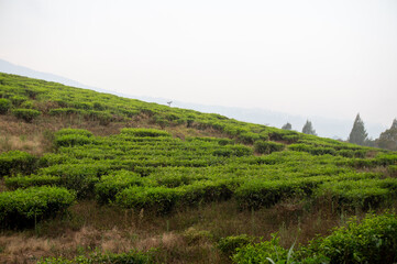 Fototapeta na wymiar tea trees in the morning before the farmer's harvest