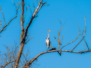 European Heron