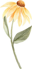 Fototapeta na wymiar Watercolor yellow coneflower