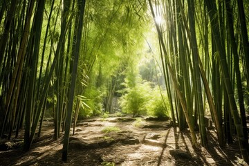 calm sunlight filtering through a bamboo grove