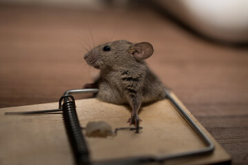 A gray mouse fell into a mousetrap and slammed. High quality photo