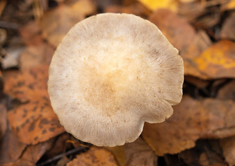 Poisonous mushroom in the ground in the forest in autumn