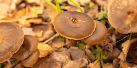 Poisonous mushroom in the ground in the forest in autumn