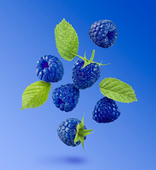 Many fresh blue raspberries and green leaves falling on blue background