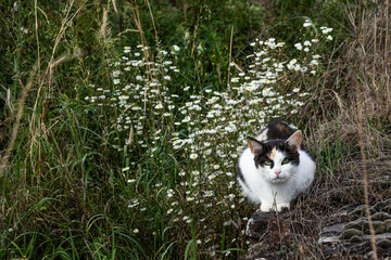 Hauskatze mit skeptischen Blick 1