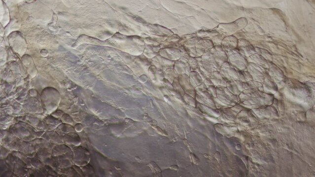 Section of pig meat under a microscope. Meat production. Injection of meat with saline solution. Increasing the consumer properties of meat and reducing costs. 100x times magnification