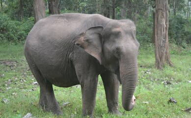 Fototapeta premium An Asian wild elephant spotted at Nagarhole National park Karnadaka India