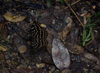 The Yellow Archduke  on ground  Phang nga thailand