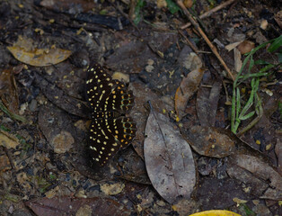 The Yellow Archduke  on ground  Phang nga thailand
