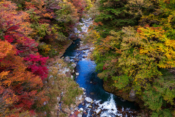 Forest and river with autumn colors (koyo) in Okutama, Tokyo prefecture, Japan.