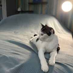 Fototapeta premium cat on the bed