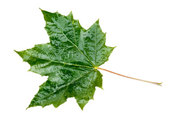 Maple Leaf. Transparent Background.