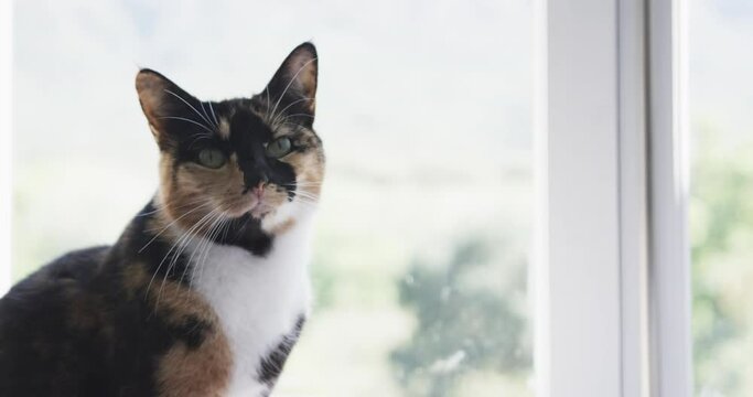 Close up of black and brown pet cat sitting next to window at home, slow motion