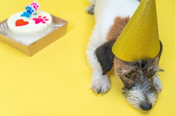 Close-up Very sad and sick Jack Russell Terrier pet with a festive hat  having a b-day party. Dog with paw print birthday cake and birthday candle on a yellow background, copy space.