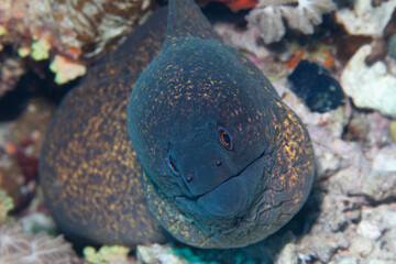 Fish of the Red Sea. Giant Moray