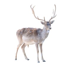 Naklejka na ściany i meble wild animal mammal fallow deer on white background-
