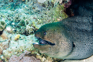 Fish of heRed Sea. Giant Moray