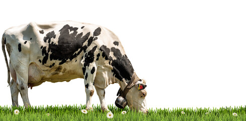 Close-up of a white and black dairy cow with cowbell on a green pasture, green grass and daisy...