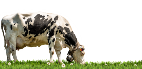 Close-up of a white and black dairy cow with cowbell on a green pasture, green grass and daisy flowers, isolated on white or transparent background, png.