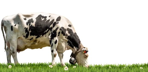  Close-up of a white and black dairy cow with cowbell on a green pasture, green grass and daisy flowers, isolated on white or transparent background, png. © Alberto Masnovo