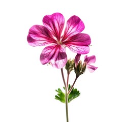 Geranium