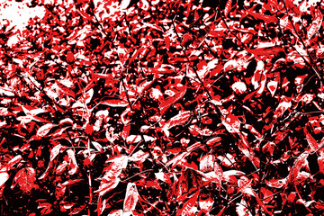 black and red abstract flower field