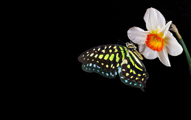 Bright spotted tropical butterfly on narcissus flower in water drops isolated on black. Copy space....