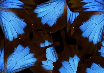 abstract pattern from tropical ulysses butterfly wings.