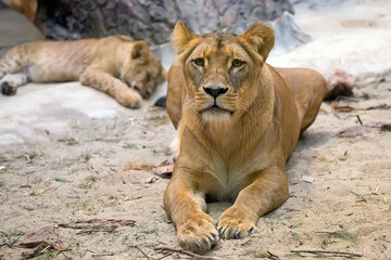 Fototapeta premium Lioness resting in a clearing 