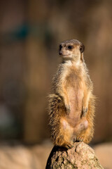 Meerkat in the wild