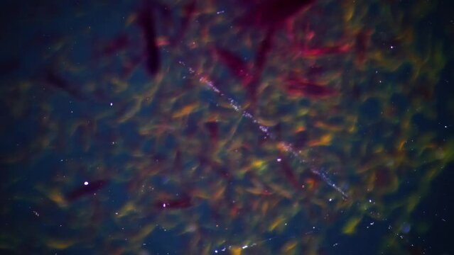 Human smooth muscle fibers under a microscope. The main muscle of the human internal organs from the intestines to the bladder, etc. 100x times magnification. Smooth focusing and movement