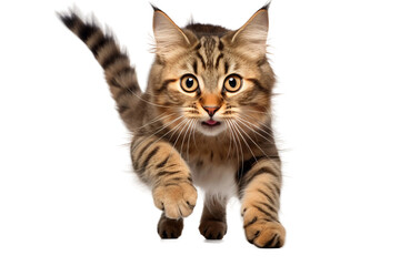cat running isolated on transparent background, Generative Ai