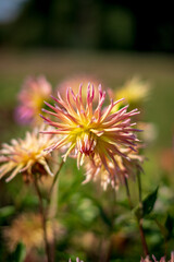 dahlia flower in the garden